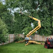 Best Tree and Shrub Care  in Orland, CA